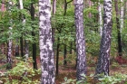 Suchowolski las  
